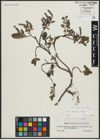 Foto von Salix alpina Scop.
